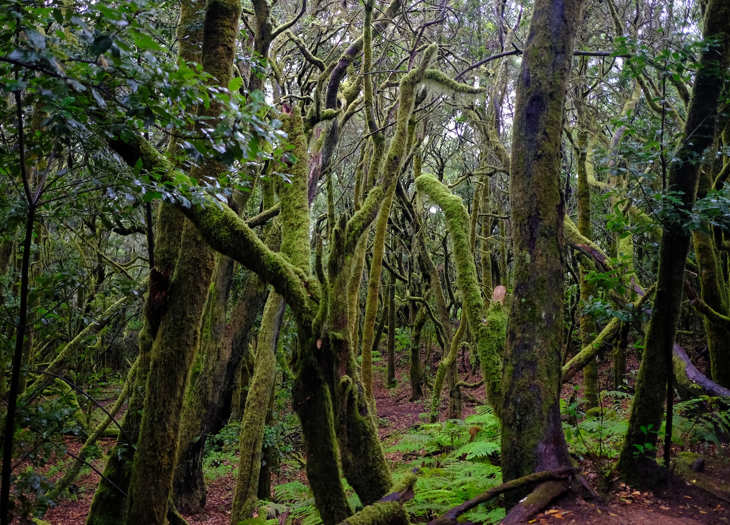 La fitta foresta di Laurisilva, foreste primordiali che un tempo ricoprivano gran parte del pianeta.