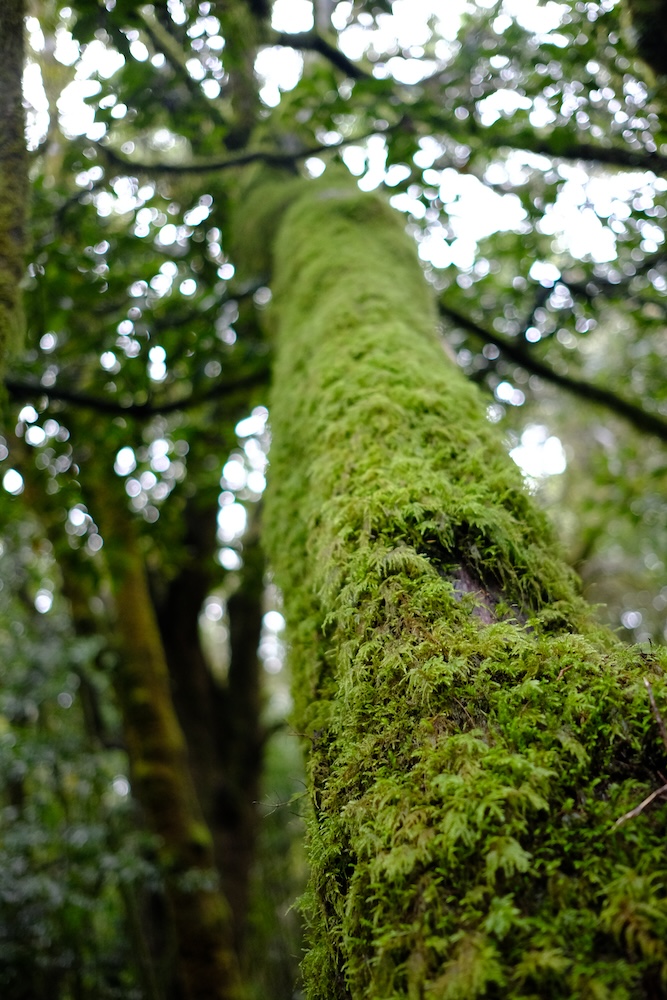 Il muschio è il padrone del sottobosco di questa foresta umida.