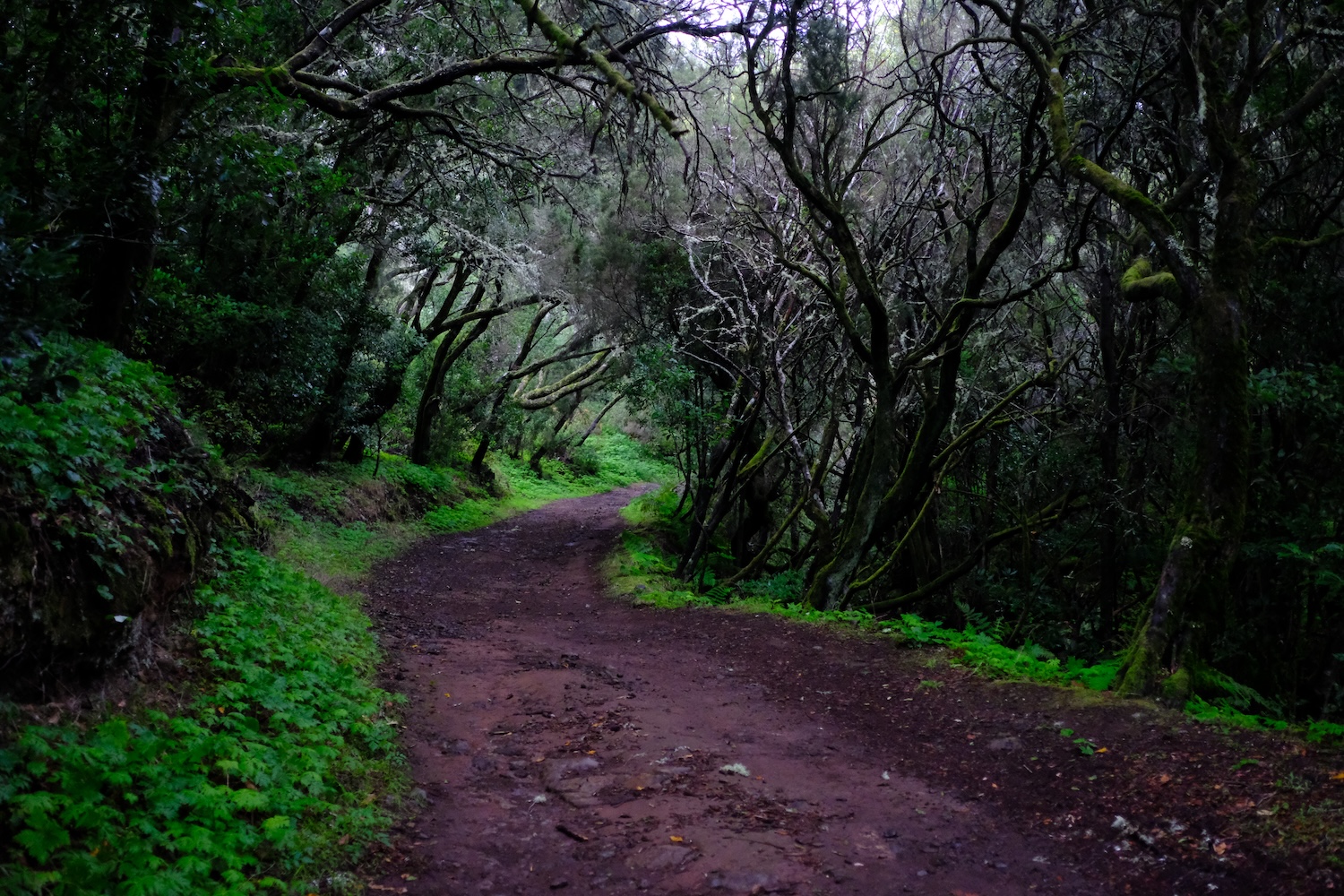 Gli ombrosi sentieri che attraversano il parco del Garajonay.