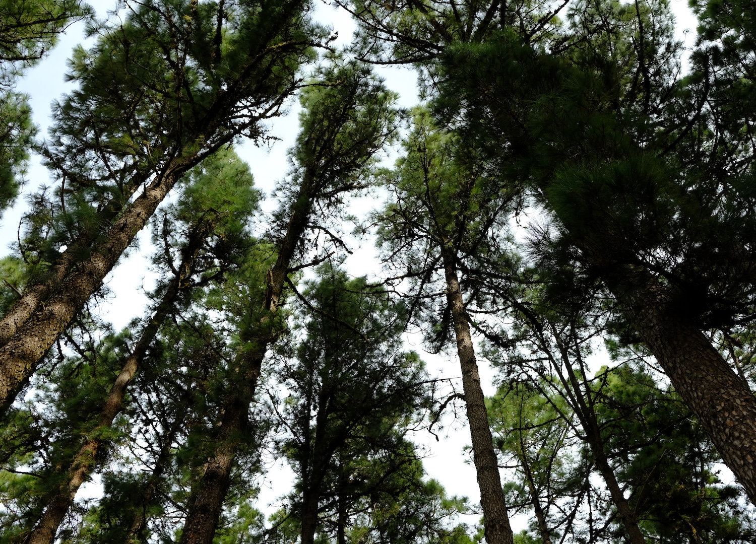 La danza nel vento dei pini canari, alti più di 40 metri.