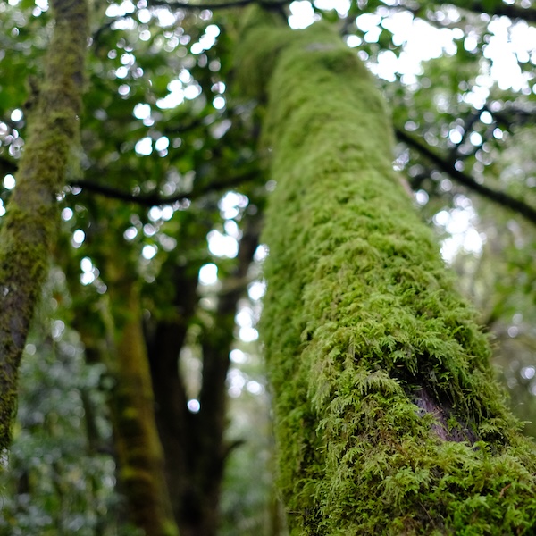 Il respiro della foresta