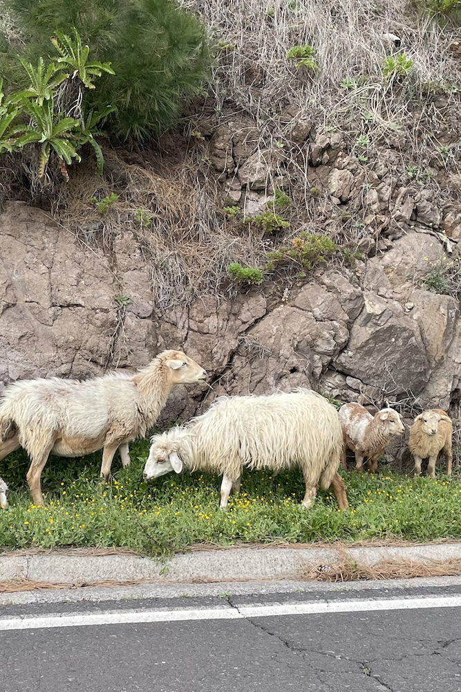 Le immancabili pecore, come le capre, sono parte integrante dello scenario dell'isola.