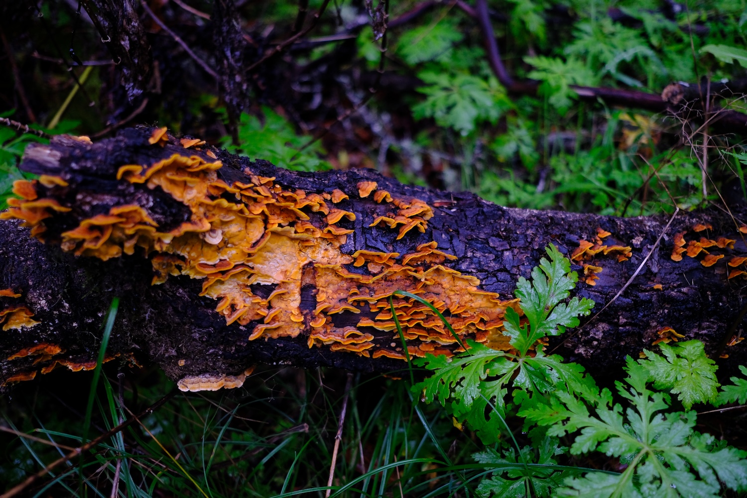 Dettaglio del sottobosco nel parco Nazionale del Garajonay.