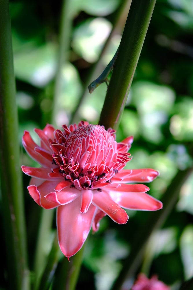 Nel giardino botanico rimarrete a bocca aperta osservando i capolavori della natura.