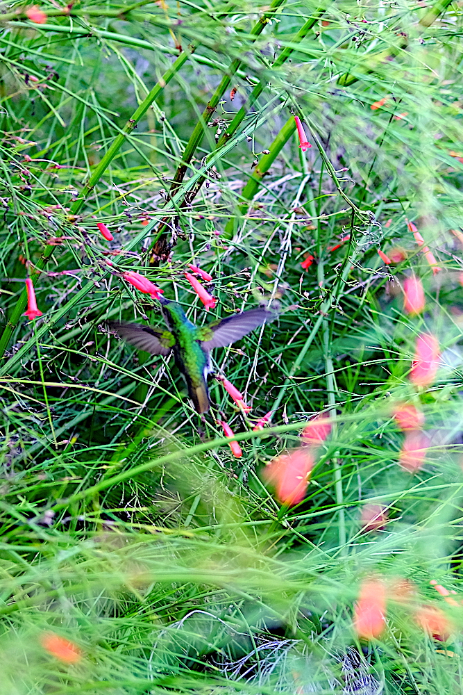 Esercitazione nella difficile fotografia di un colibrì, che osserverete facilmente durante la visita.