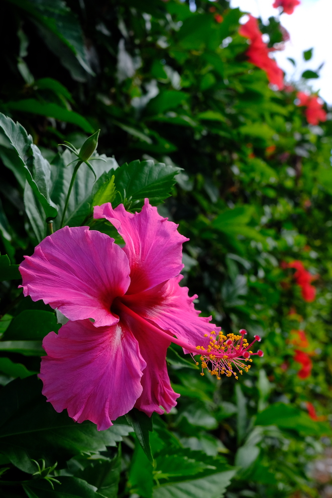 I fiori tropicali riempiono l'arcipelago di Les Saints.