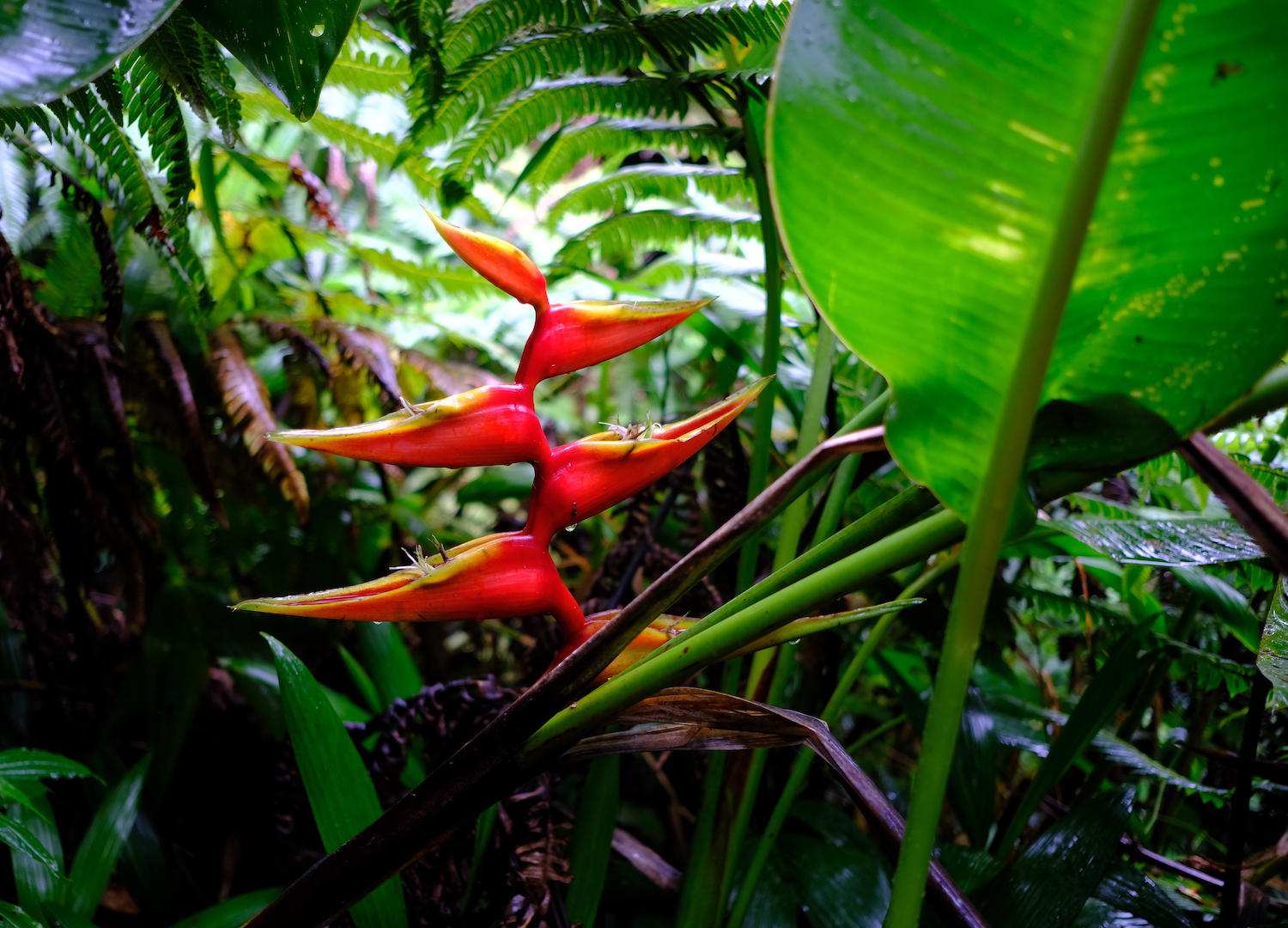 Heliconia.