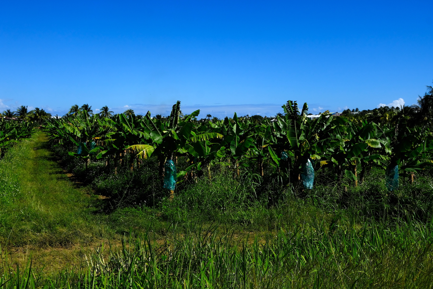 Piantagione di banane.