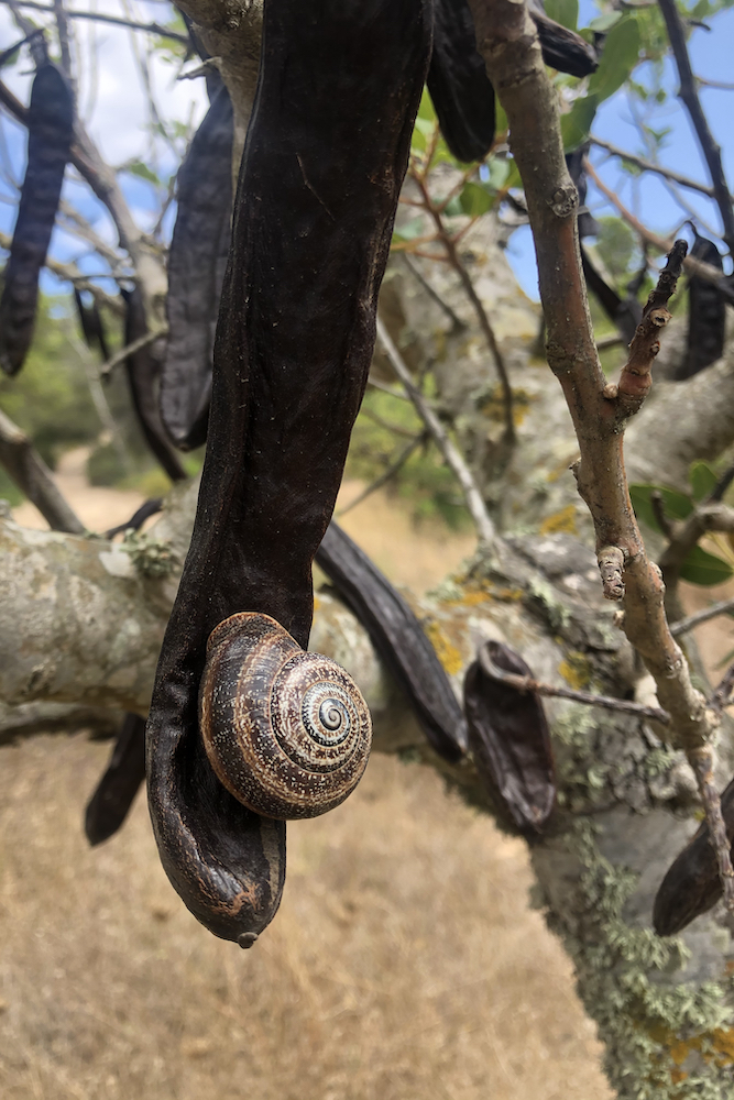 Lumaca che cerca del cibo e riparo su un carrubo, vicino a Cala d'en Serra.