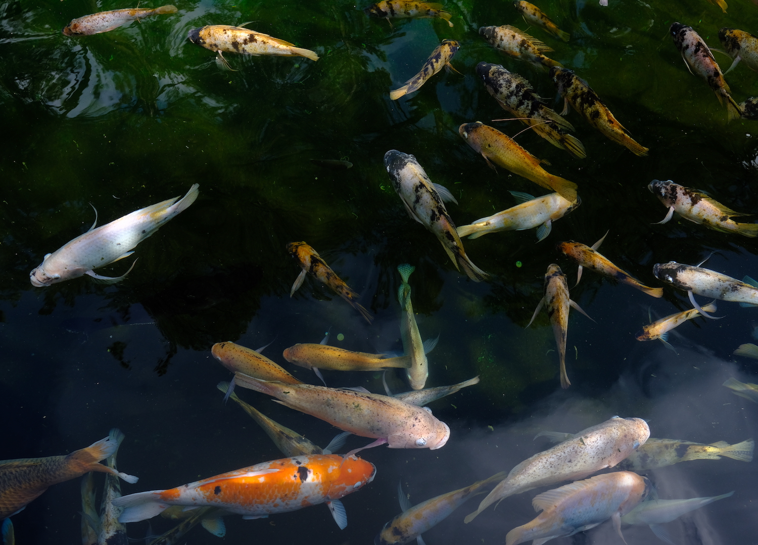 Carpe Koi riempiono le piscine del tempio.