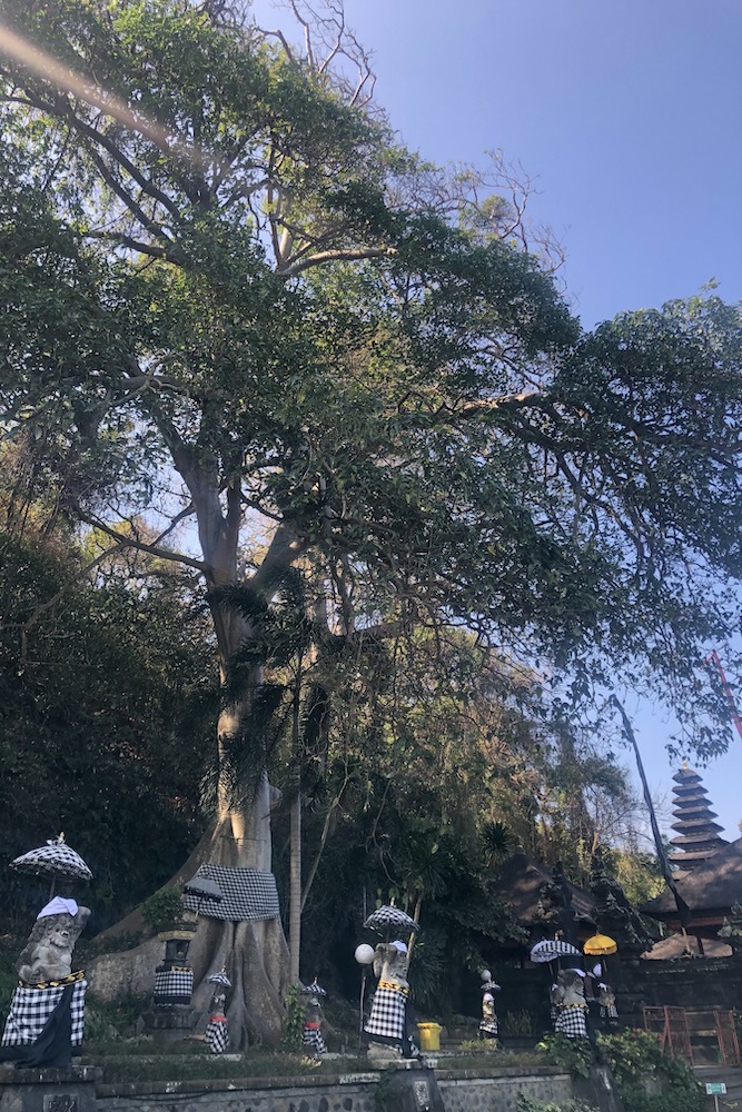 Albero sacro del di baniano avvolto alla base dal  Saput Poleng, drappo a scacchi bianco e nero.