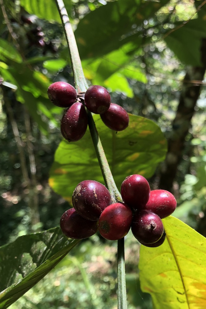 Nella giungla che avvolge Munduk sono presenti moltissime piante di caffè.