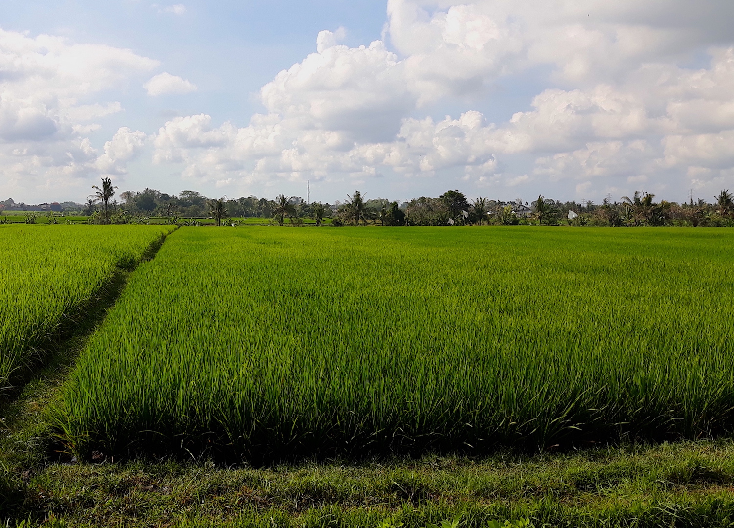 Il verde brillante delle risaie resterà uno dei ricordi più vivi di Bali.