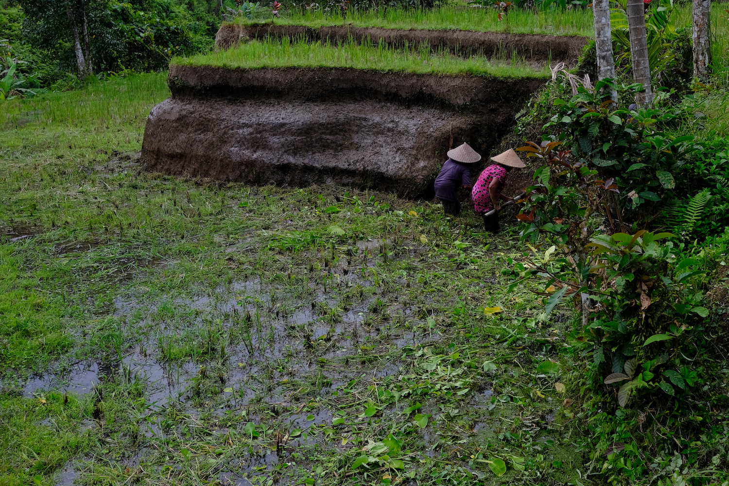 Agricoltori nei pressi delle risaie di Ubud.