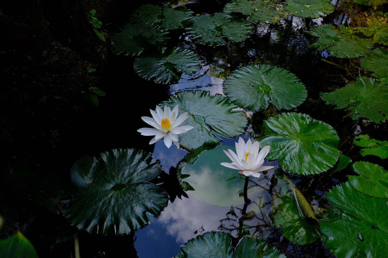 Piccolo dettaglio del giardino acquatico di ninfee del tempio Saraswati.