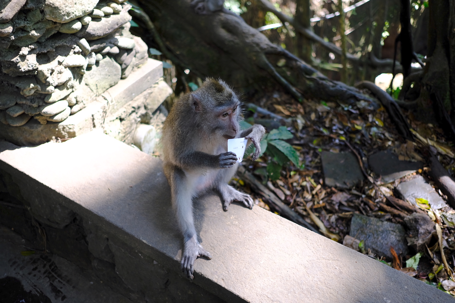 Nel tempio delle scimmie troverete moltissimi macachi: attenzione ai vostri oggetti personali!