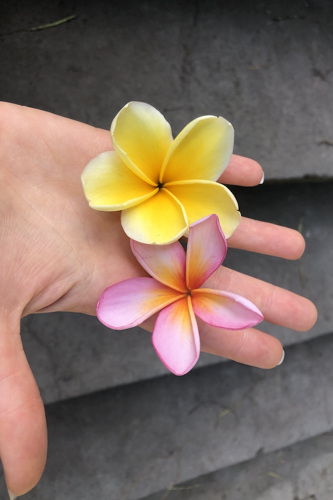 Fiori profumati di frangipane. 