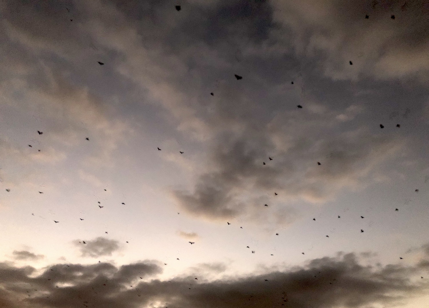 Stormo infinito di pipistrelli della frutta si muove verso le isole maggiori al tramonto alla ricerca di cibo.