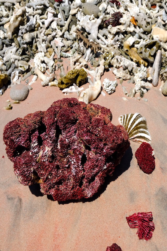 Pezzo di corallo rosso su una delle incredibile spiagge rosa di Komodo.