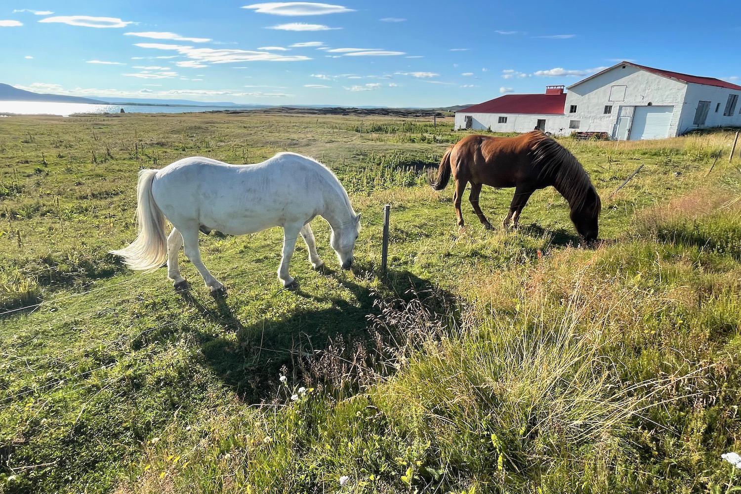 Piccoli cavalli islandesi vicino al lago di Myvatn.