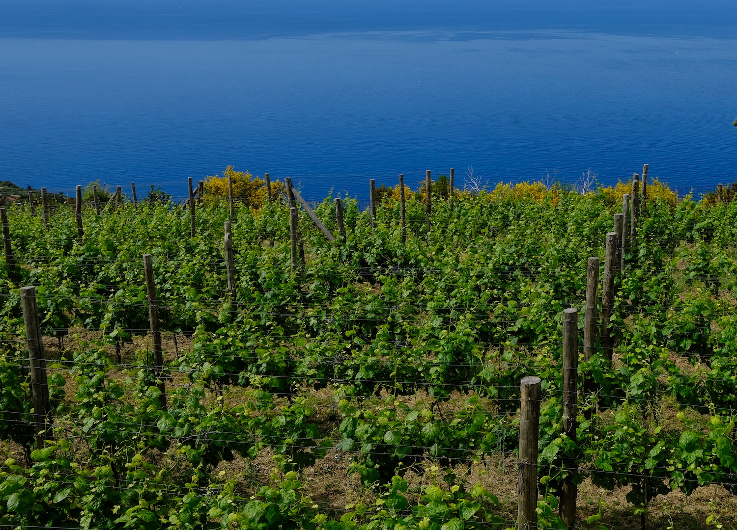 Vigneto sopra Riomaggiore con vista mare.