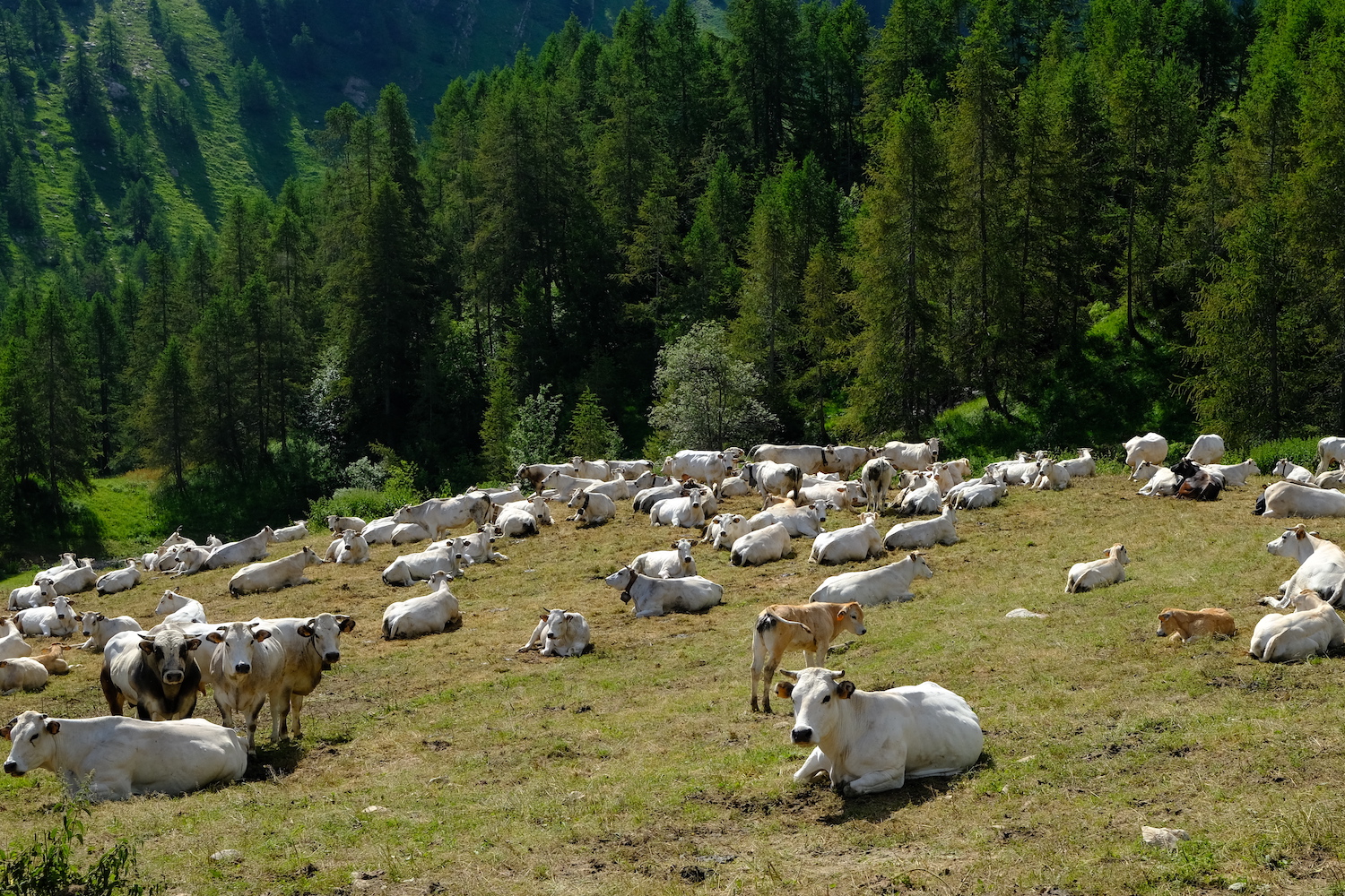 Mandria sul sentiero, Alpi Liguri.