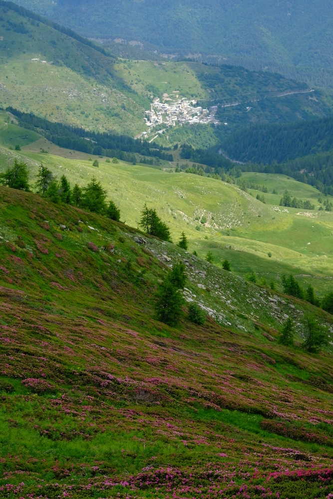 Distesa infinita di rododendri con Upega in lontananza.