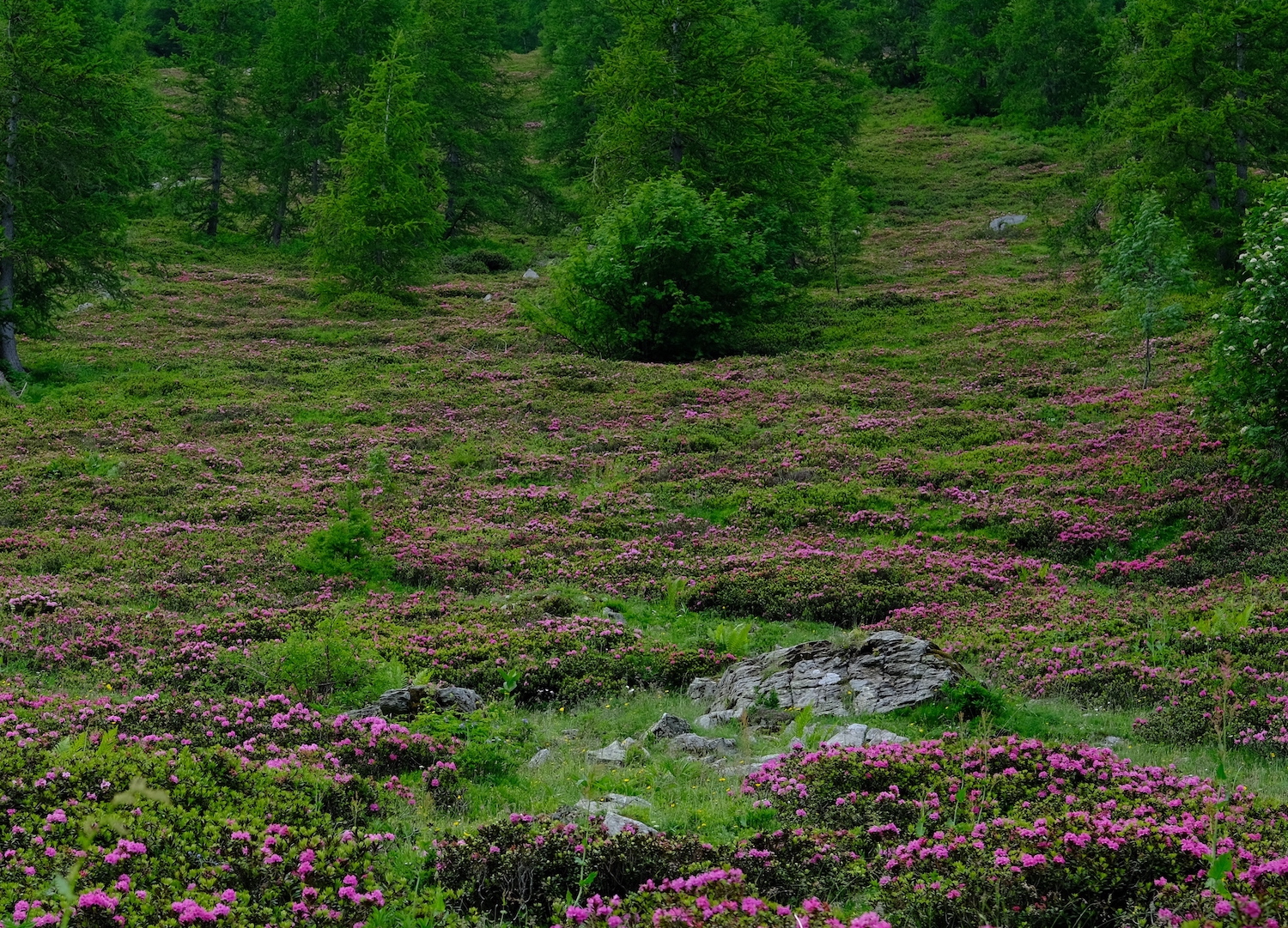 Macchia a perdita d'occhio di rododendri in direzione del passo Garlenda.