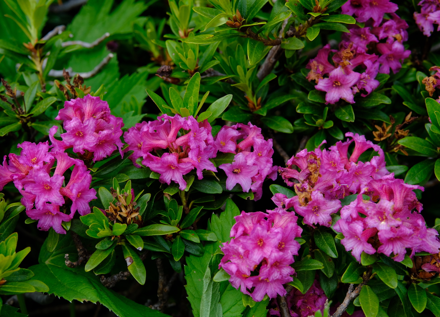 Dettaglio dei Rododendri fioriti. La fioritura avviene nel mese di giugno. 