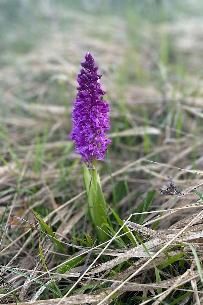 Un'orchidea che fa capolino dai prati incontrata lungo il sentiero che raggiunge il monte Buio.