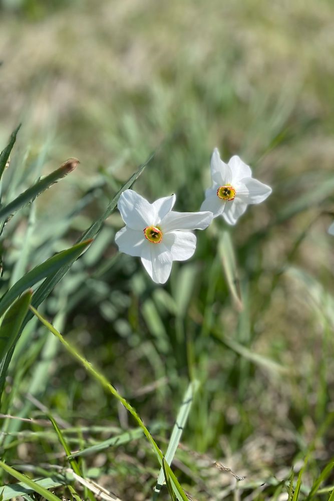 Coppia di narcisi selvatici. Il mese per ammirarli è maggio.