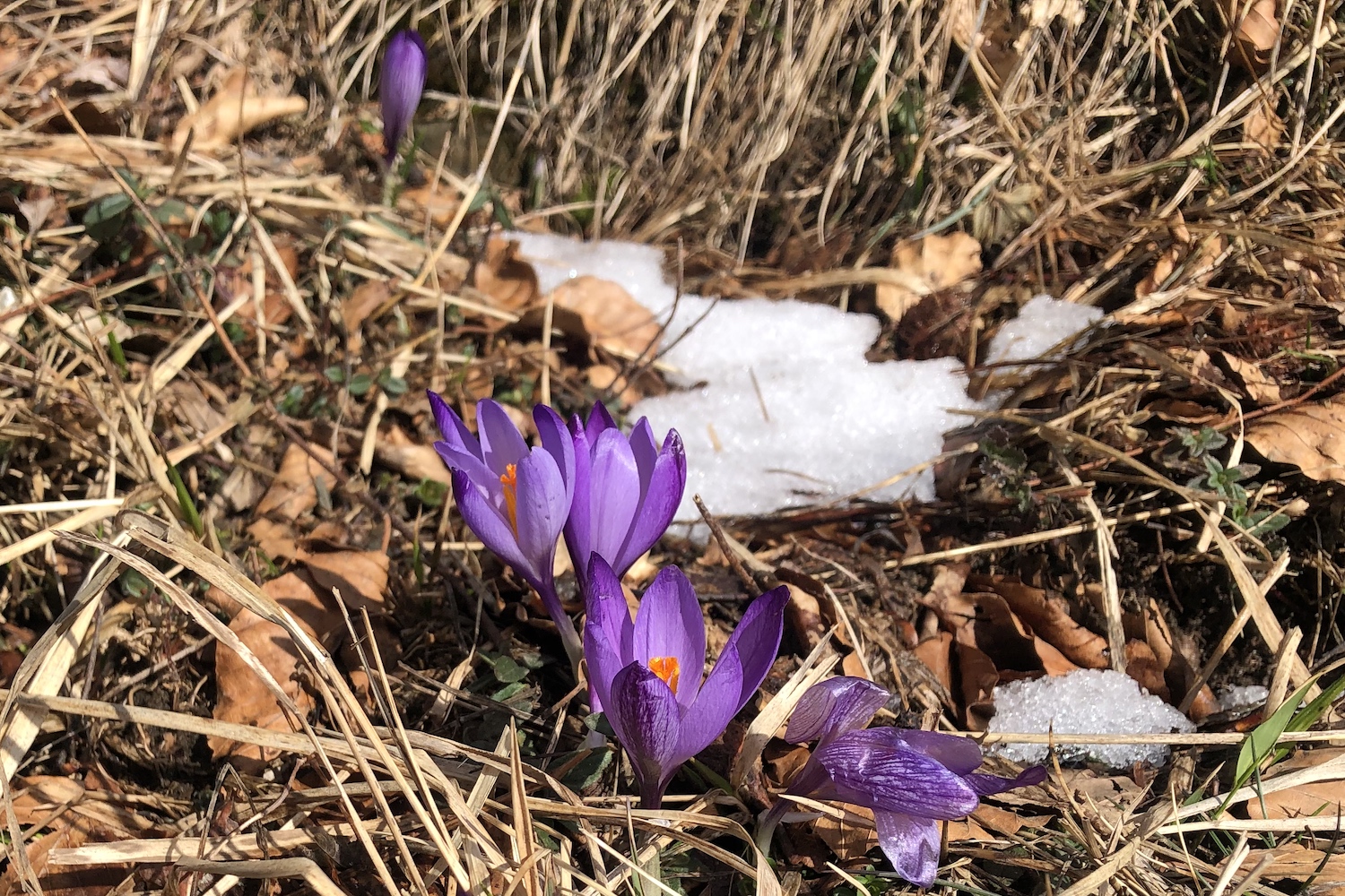 Crochi che spuntano da prati dove la neve si scioglie al sole, incontrati a capanna di Tonno.