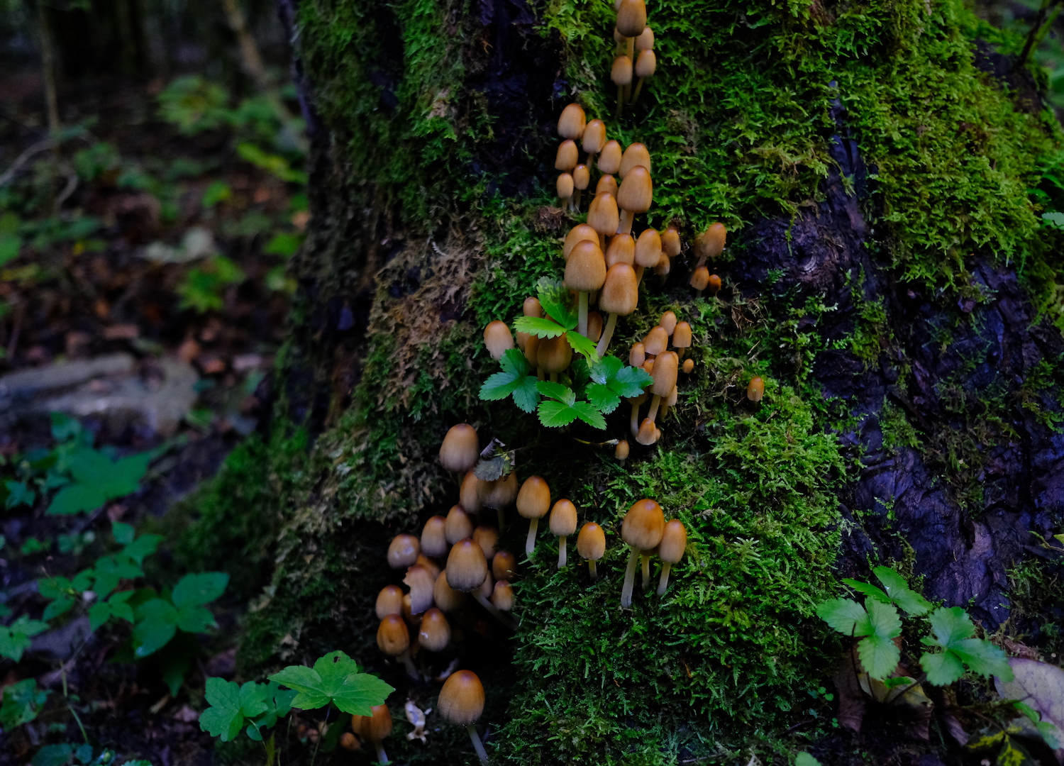 Colonia di funghi nel sottobosco di Fontanasse.