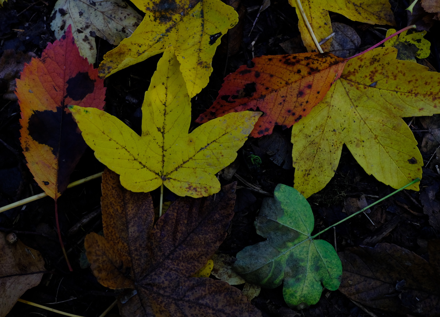 I caldi colori dell'autunno in una foto scattata vicino a Propata.