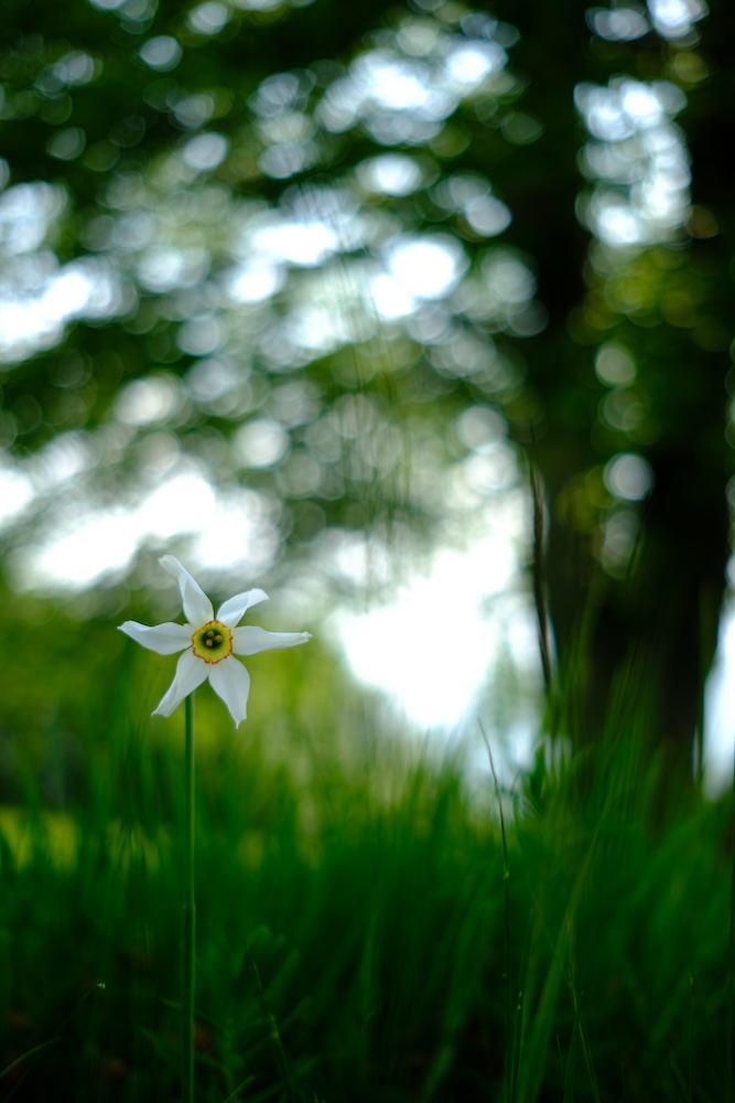 Un narciso selvatico, la cui fioritura avviene durante il mese di maggio.