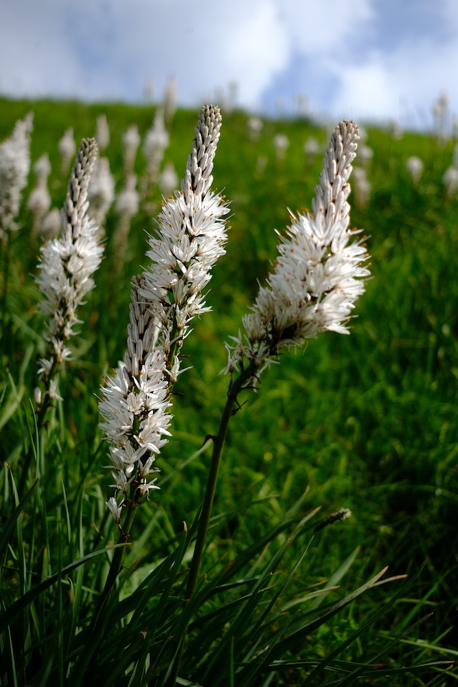 Asfodeli in fiore dietro l'osservatorio astronomico del parco Antola.