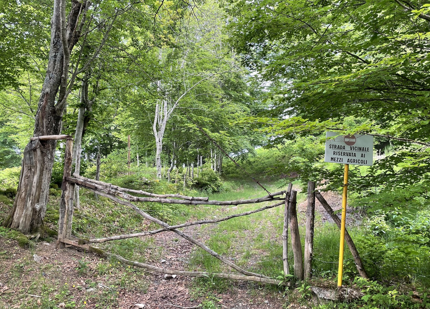 Tratto di sentiero che coincide con la strada agro-silvo-pastorale nelle vicinanze di Casa del Romano.