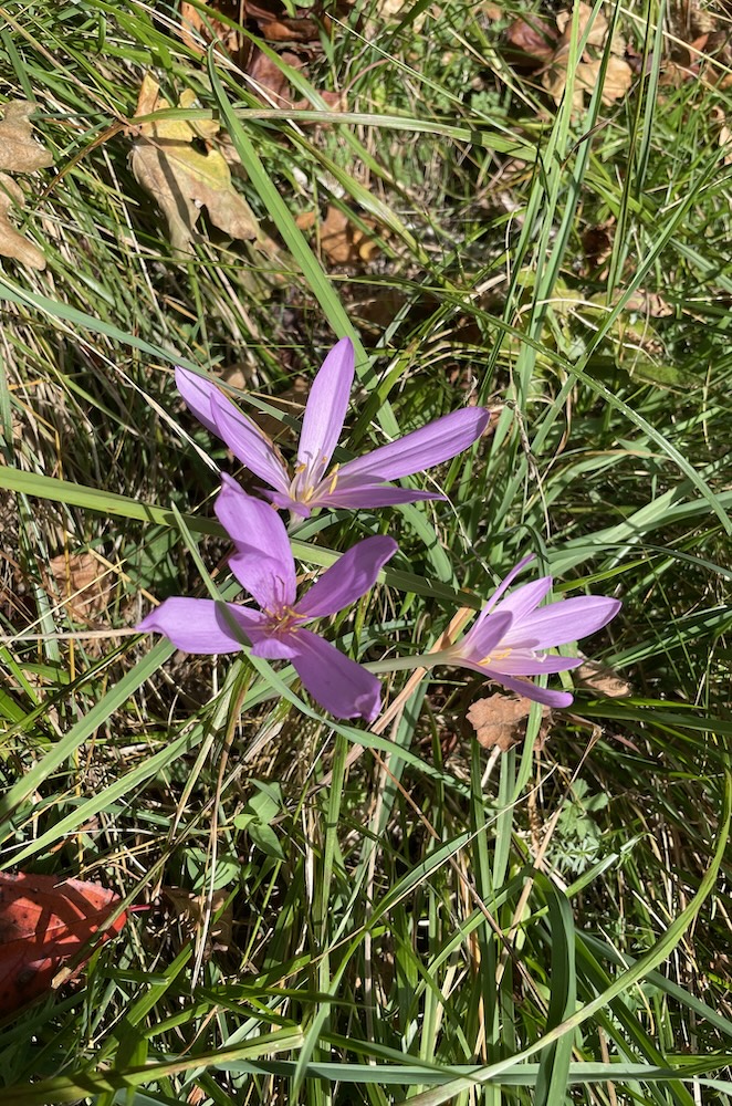 The last autumn blooms.