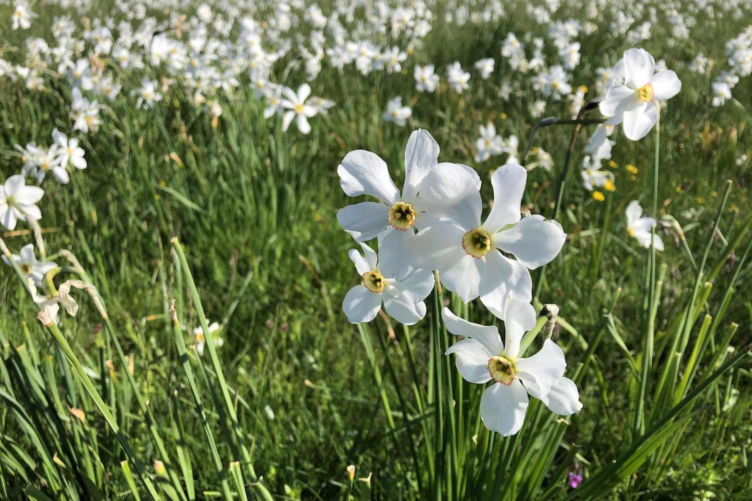 Narcisi in fiore lungo i dolci pendii vicino Casa del Romano.