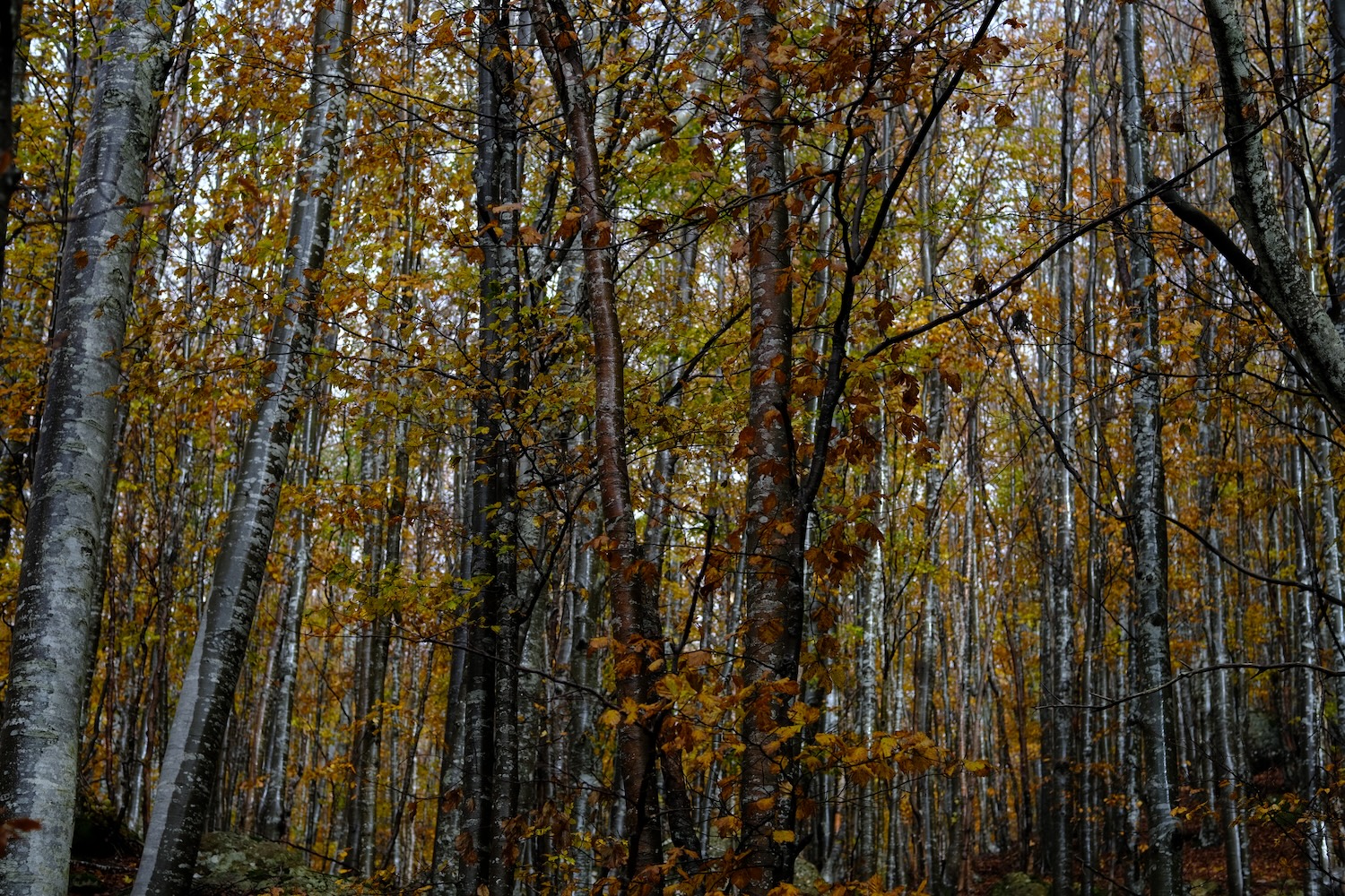 La faggeta in veste autunnale.