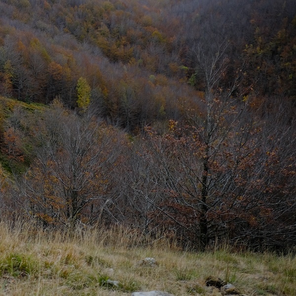 Foliage in Val d’Aveto