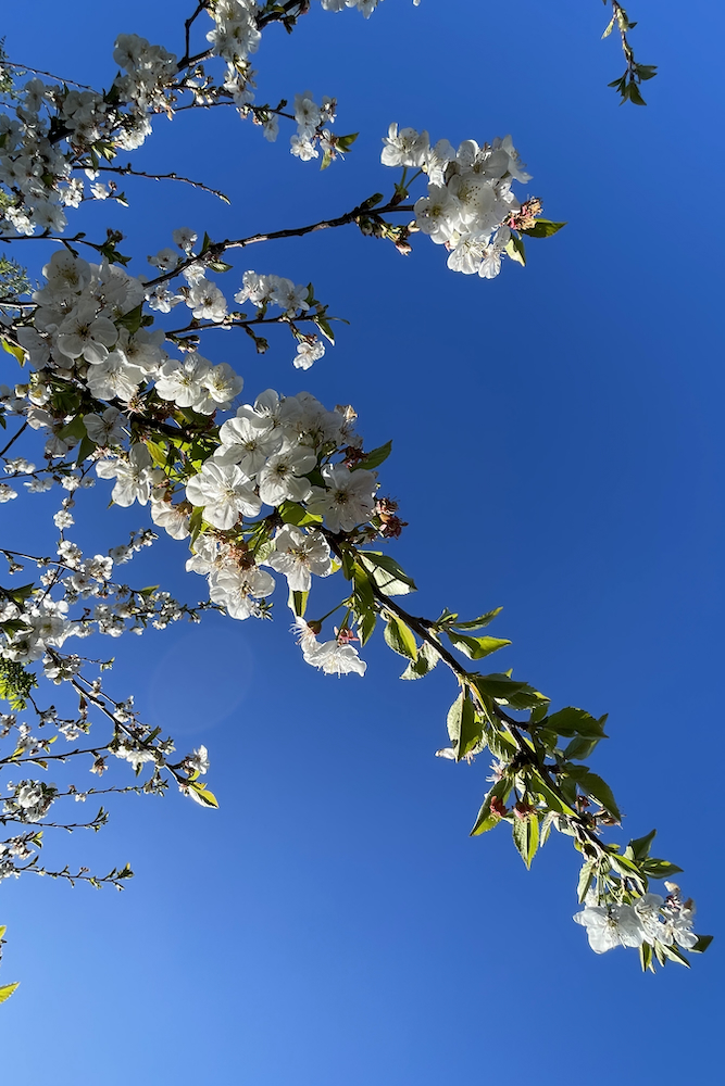 La primavera porta le splendide fioriture degli alberi da frutto.