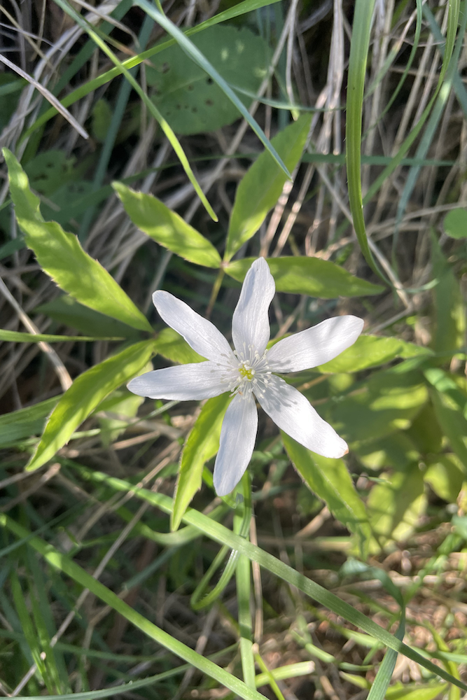 Un anemone: a questo punto della gita capiterà di vederne a gruppetti.