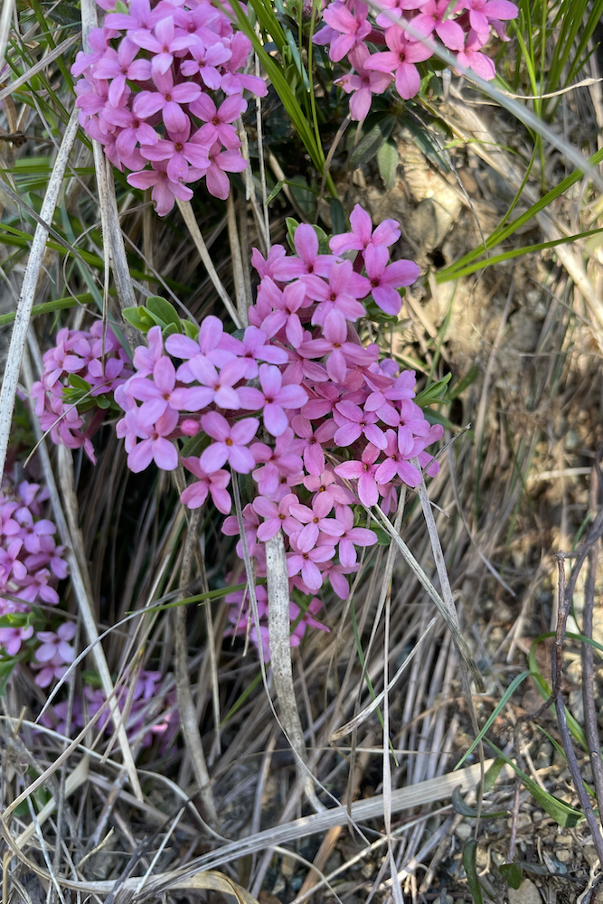 La dafne odorosa, simbolo del parco Beigua.