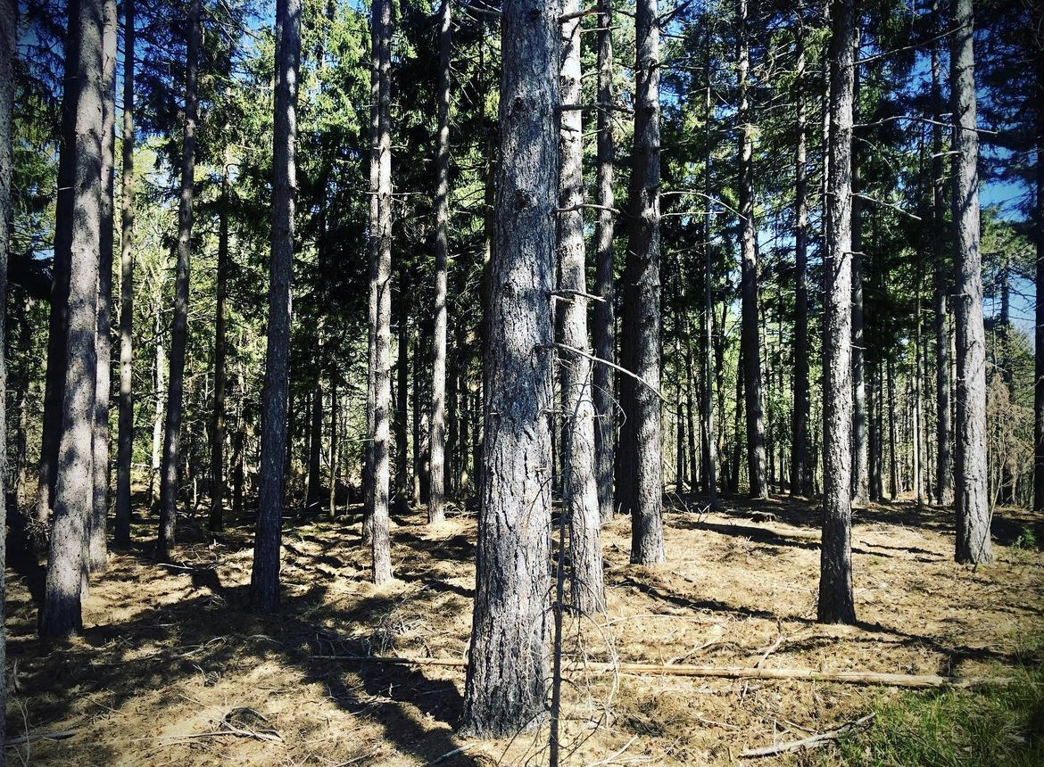 Foresta della deiva, zona boscosa vicino casa Giumenta.