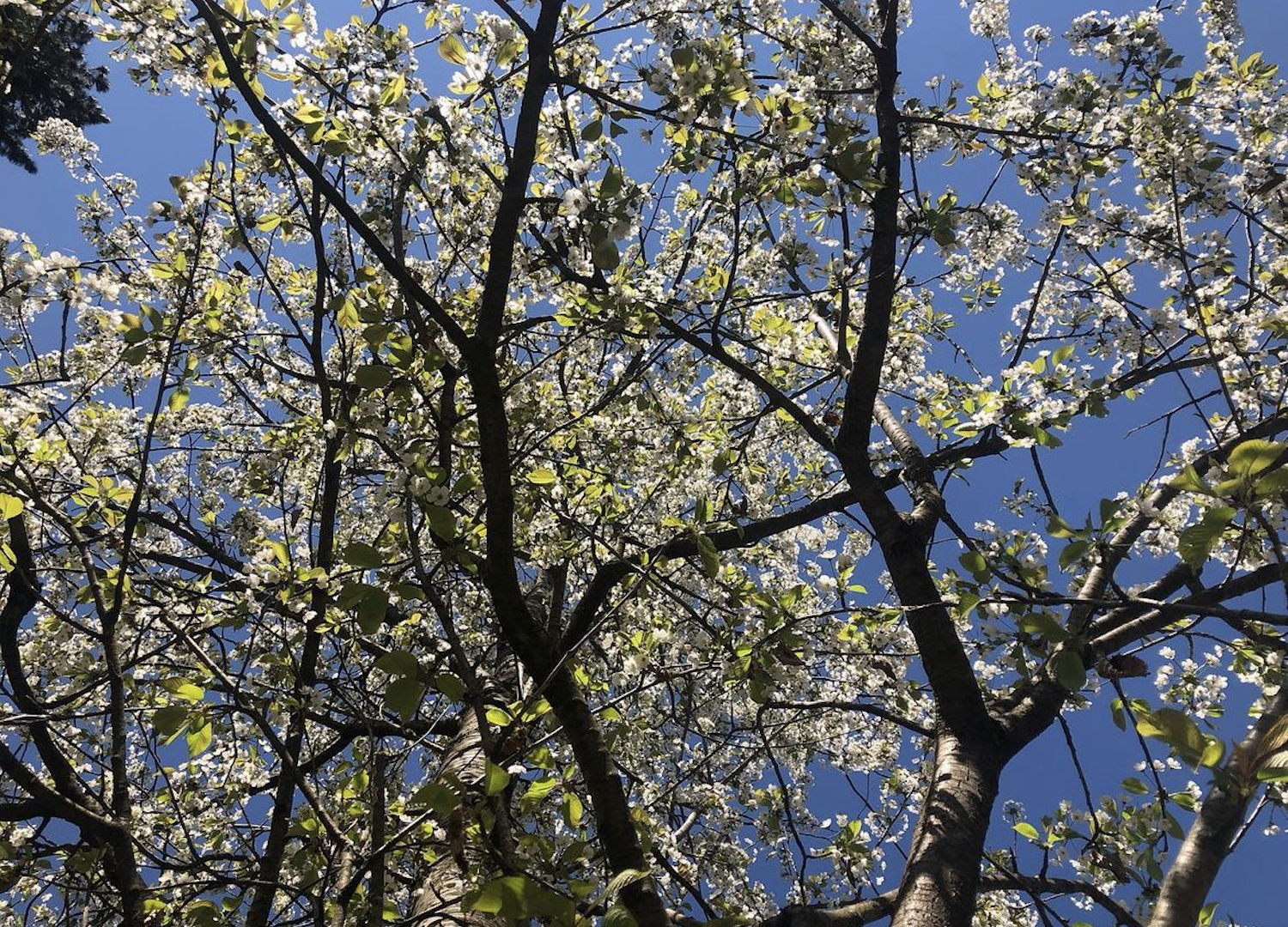 Il risveglio degli alberi durante la primavera nella foresta della Deiva.