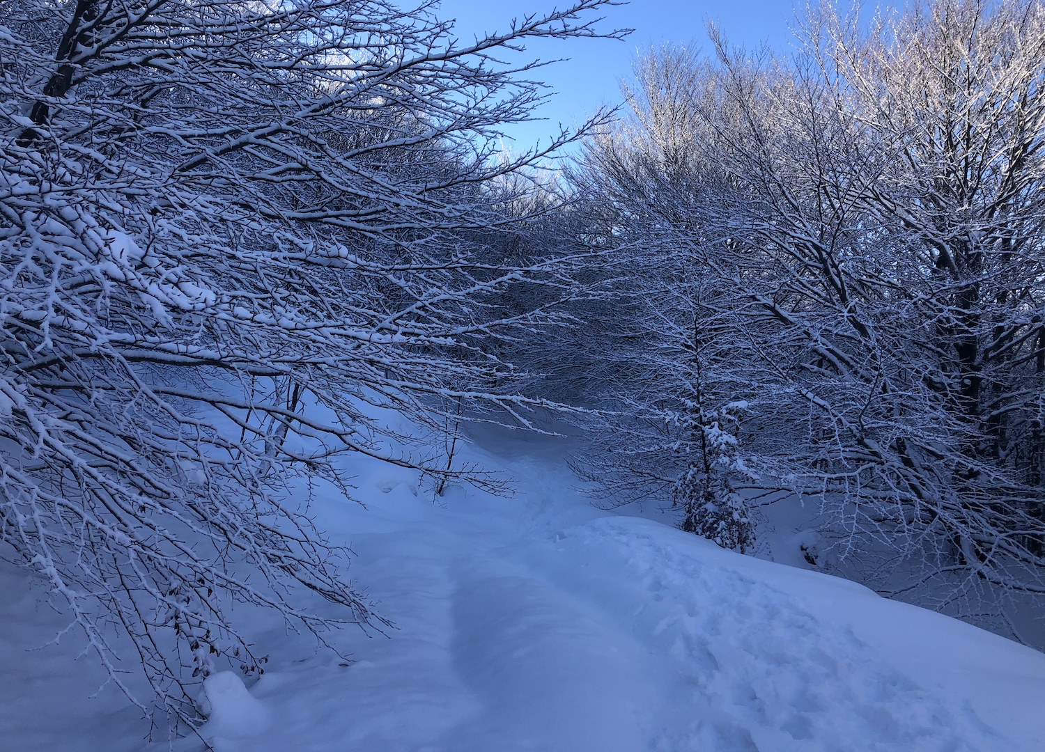 L'impressionante effetto neve e galaverna che regna nel Beigua dopo una nevicata.