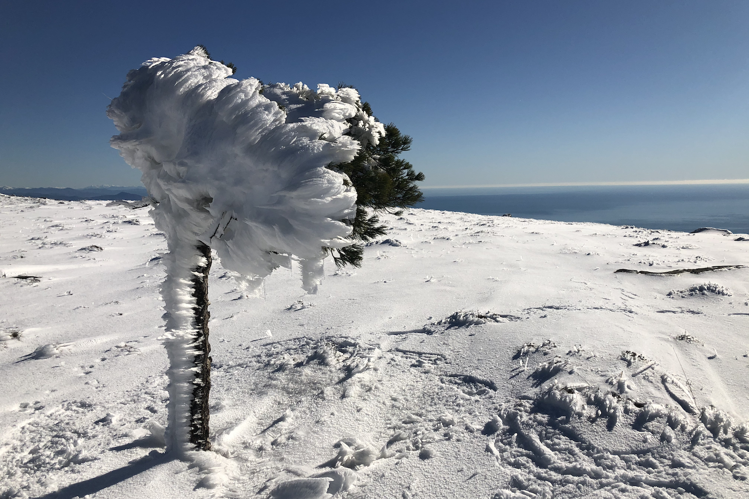 Un albero completamente ricoperto da ghiaccio e neve. Laggiù, il mar Ligure.