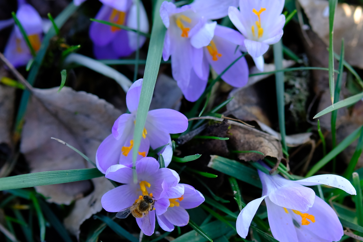 Il croco, uno dei primi fiori che annuncia l'arrivo della primavera.