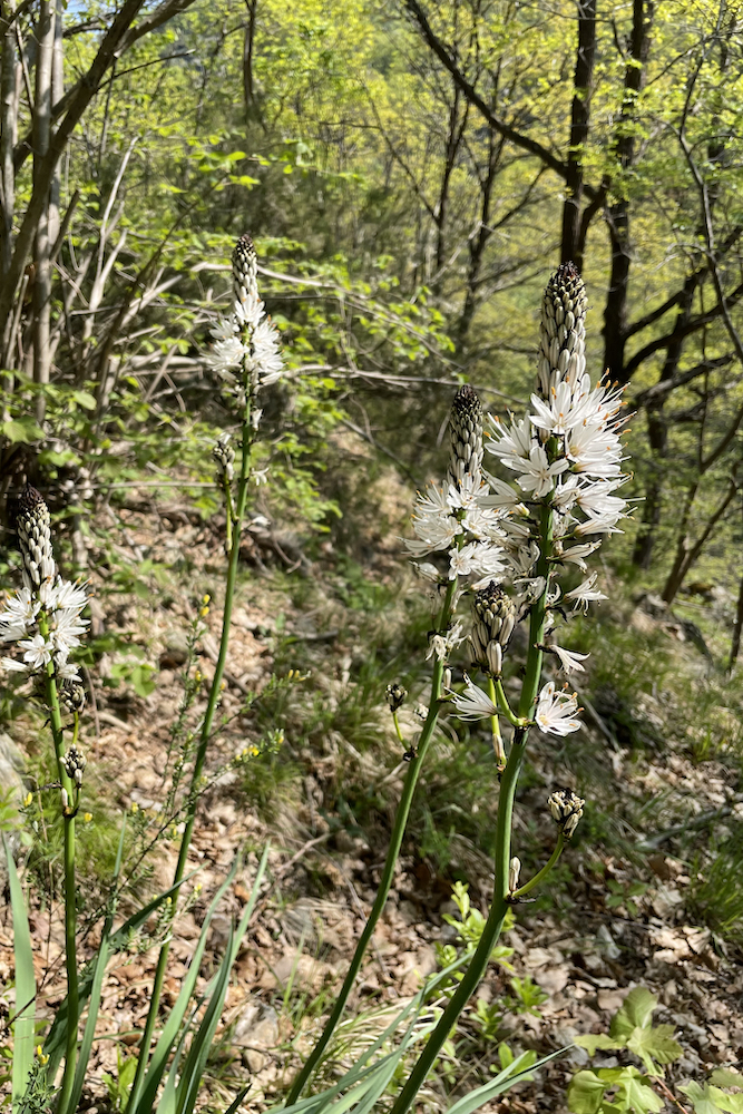 Asfodeli in fiore incontrati lungo il percorso per Veirera.